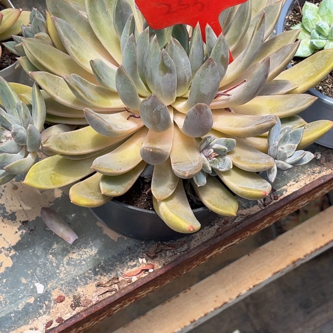 华****金2339号上午多肉植物群生多肉植物