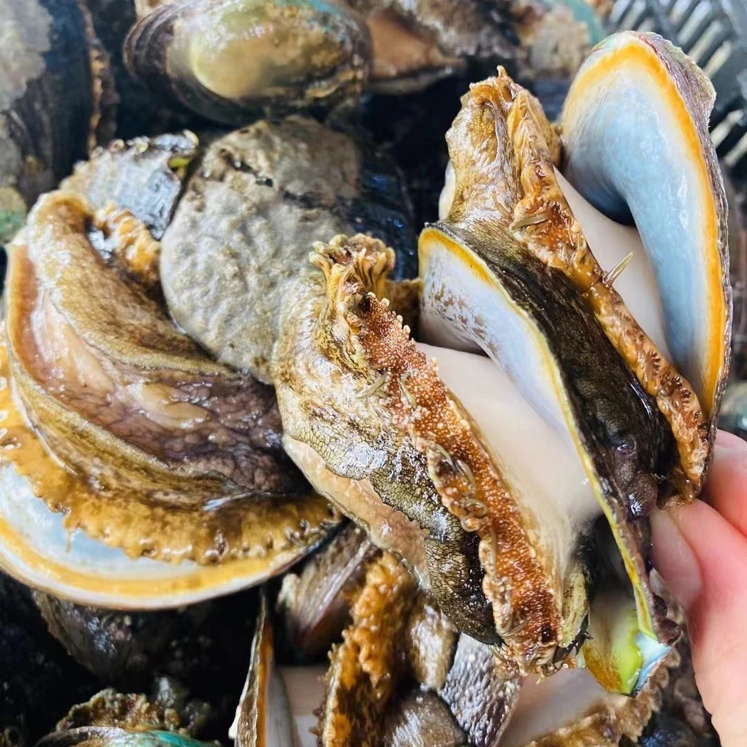 鲜活生猛10头鲍鱼500g。默认杀好。不宰杀留言备注