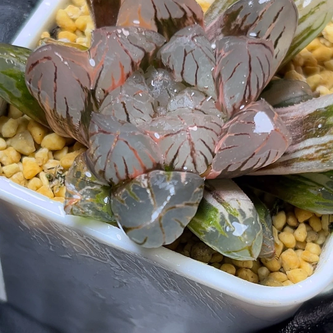 十二卷多肉植物5009红太阳