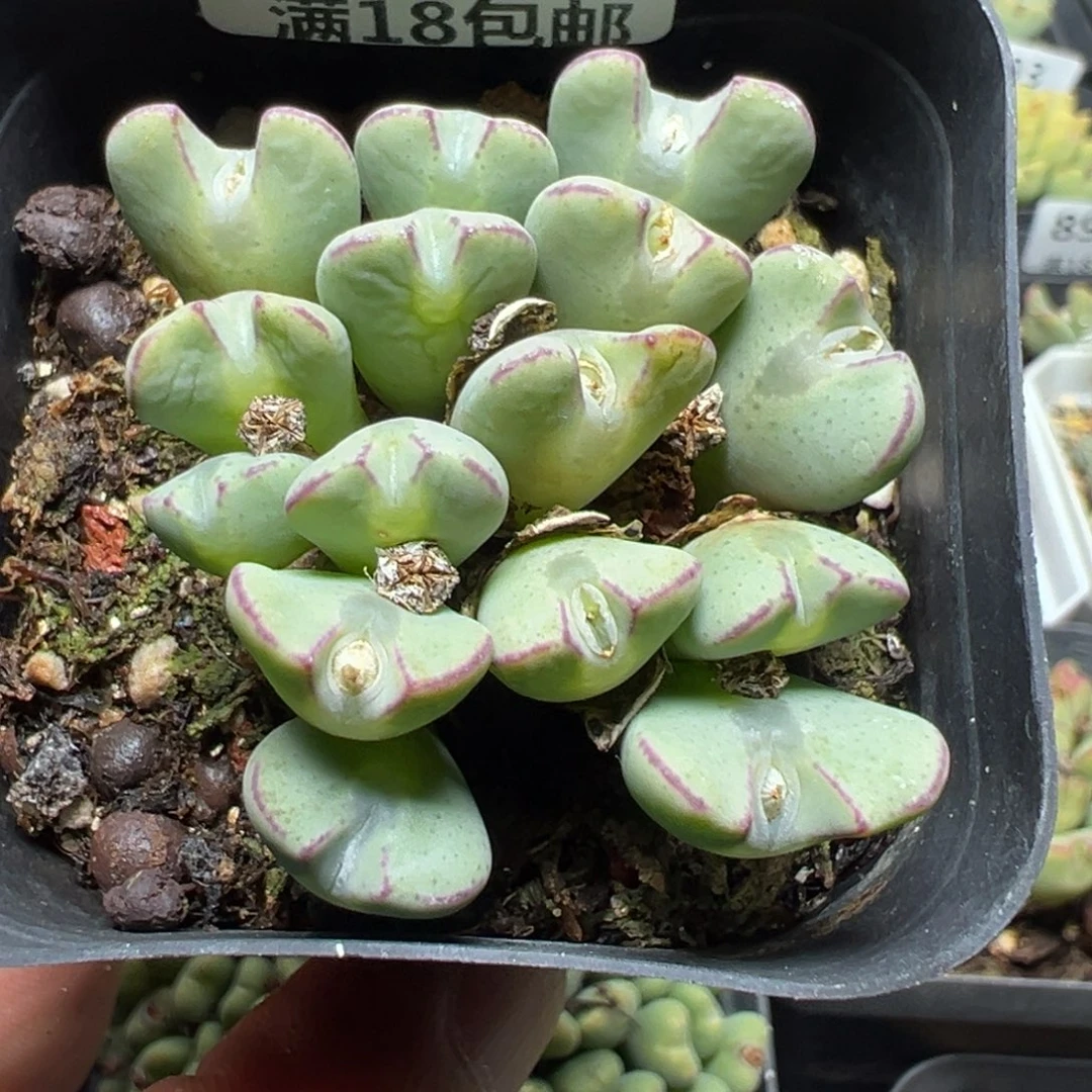 【闪购商品】 910。