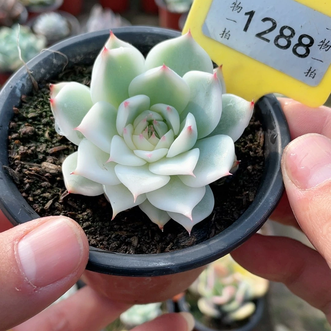 【闪购商品】1288号