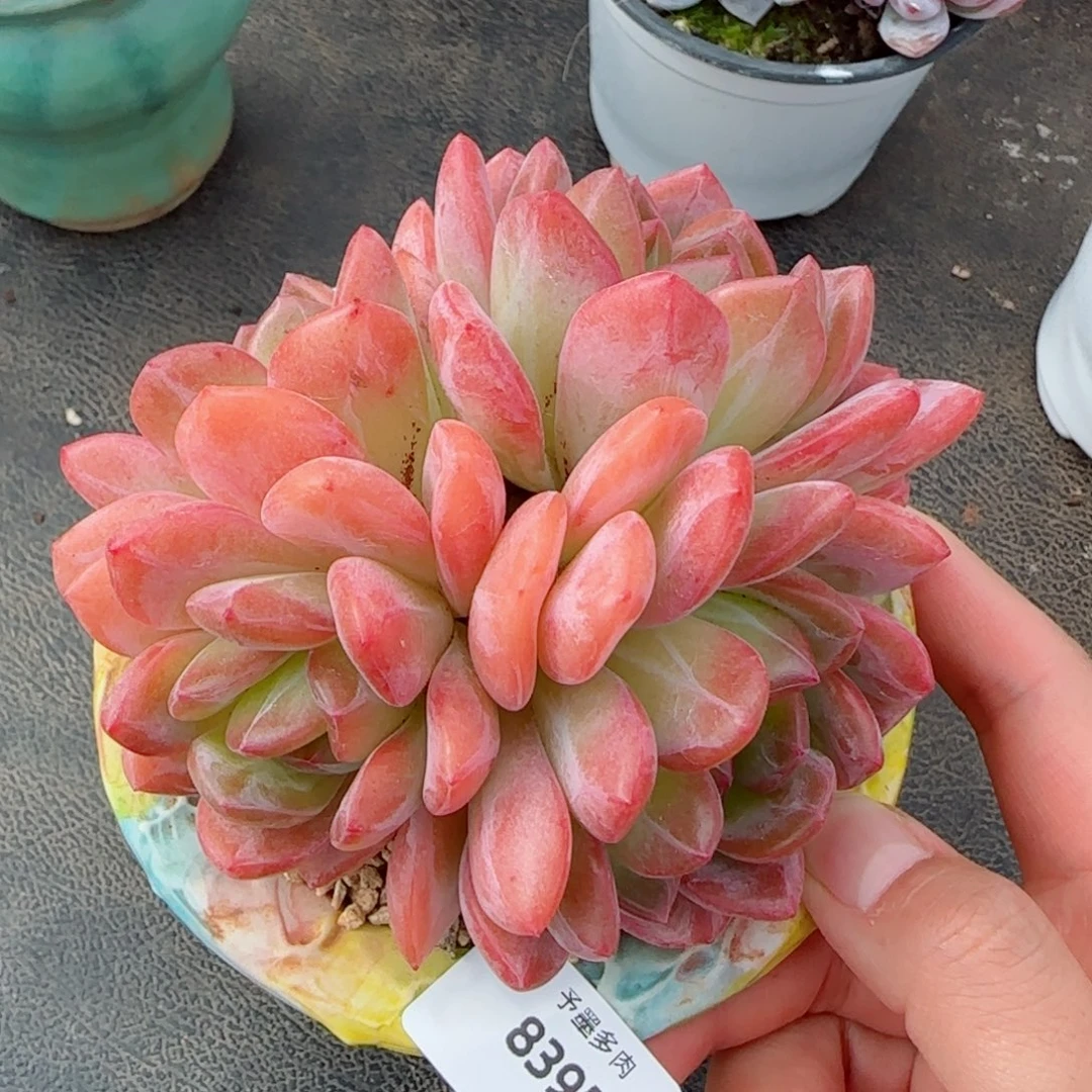 全明星，8395多肉植物