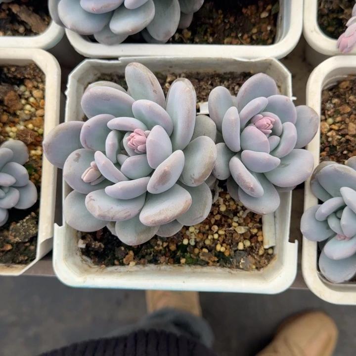 米雪奶 双头  一物一拍