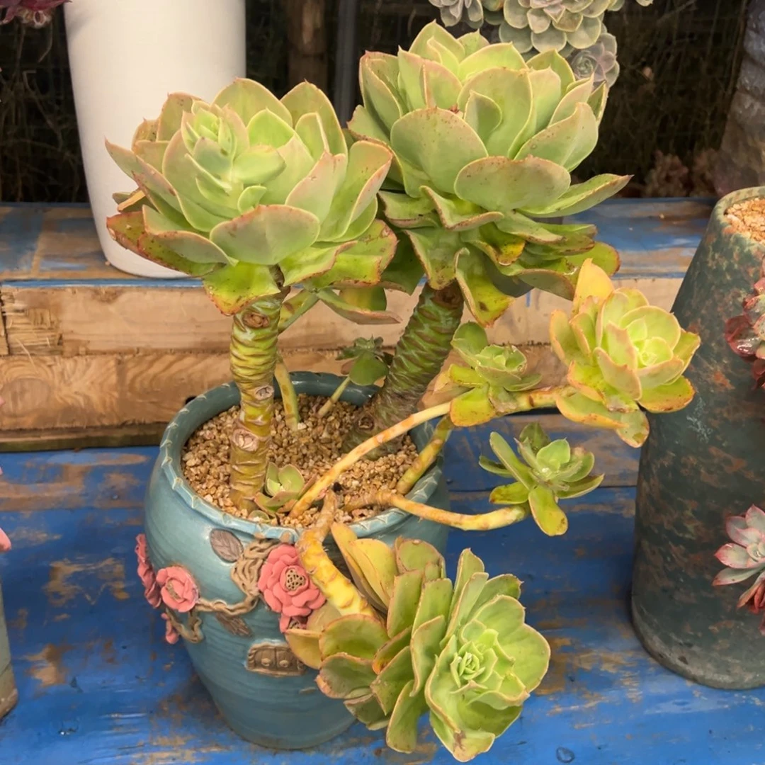 柠檬卷杂交无砍福利价