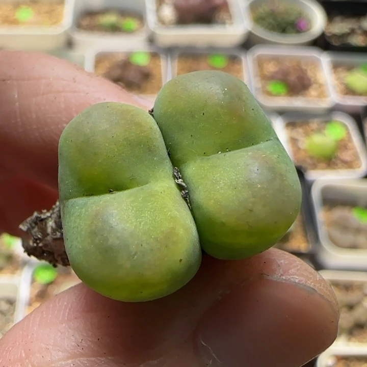 杂交漂亮多肉植物35