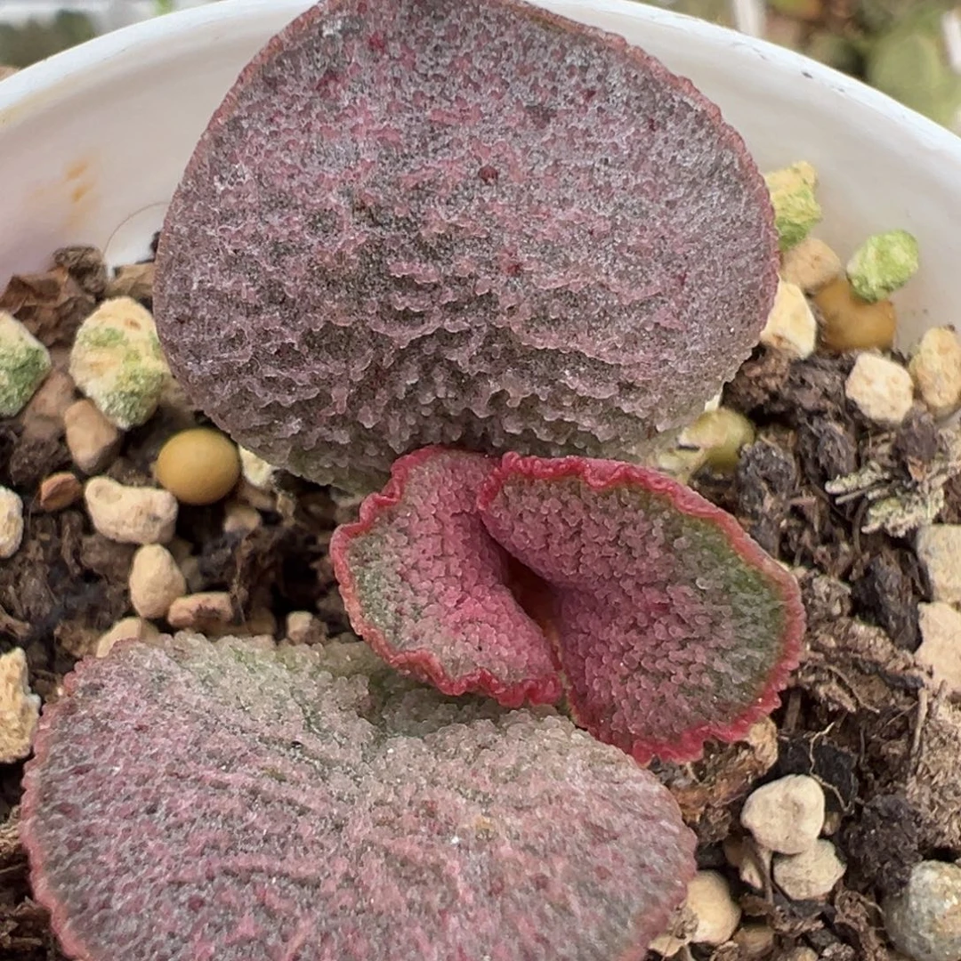 实生新品单头纯木质桩多肉植物