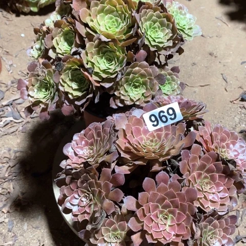969红铜壶和黑铜壶两颗