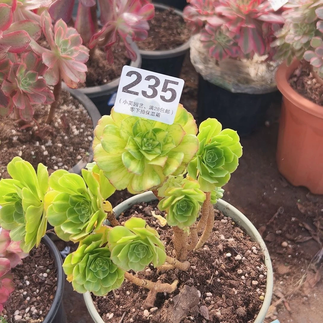 翡翠琉璃235多肉植物多肉植物
