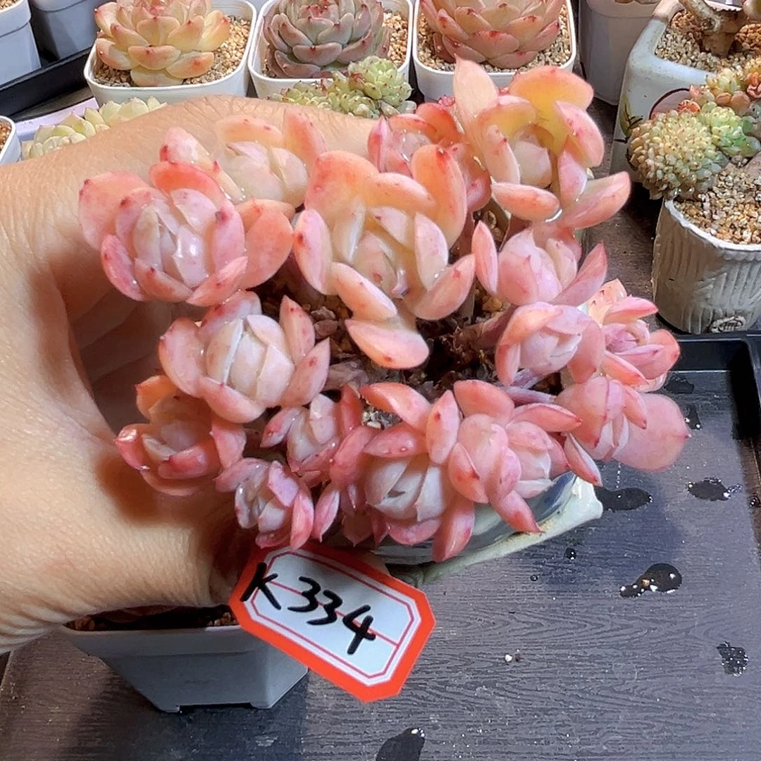 K334胭脂贝瑞  满18包邮