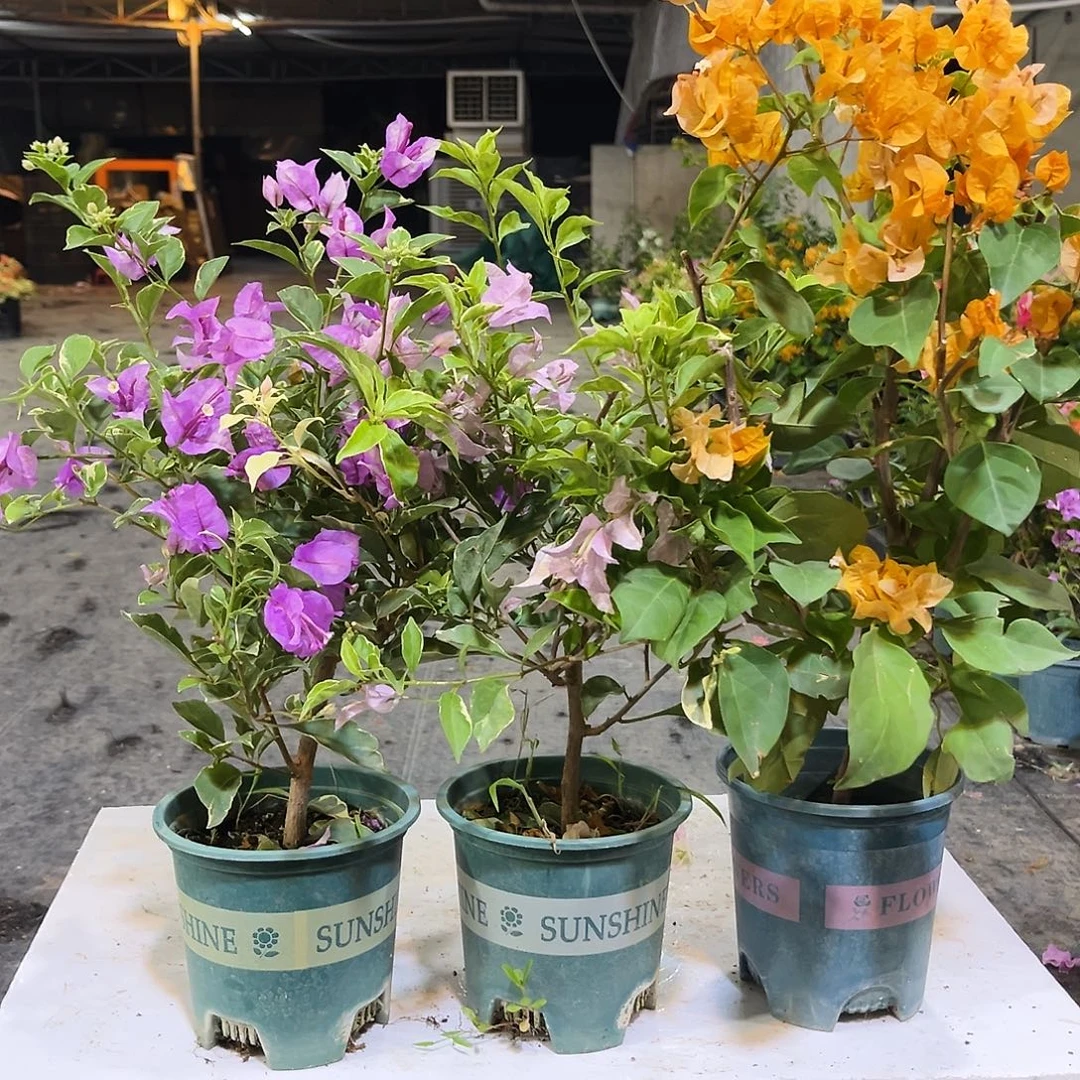 大部分花苞少量开放花叶雪紫，花叶苹果花，加州黄