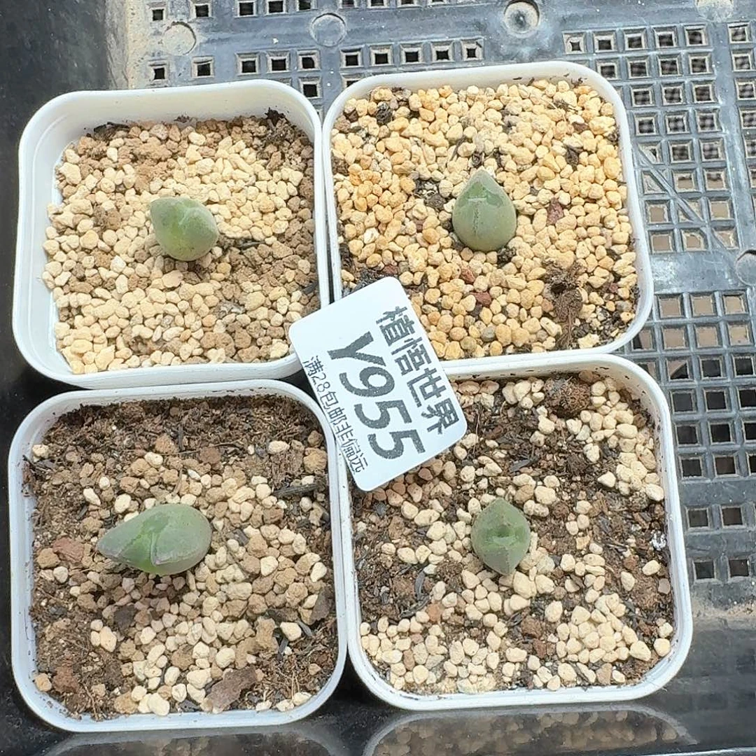 L***0多肉植物的润泽efv