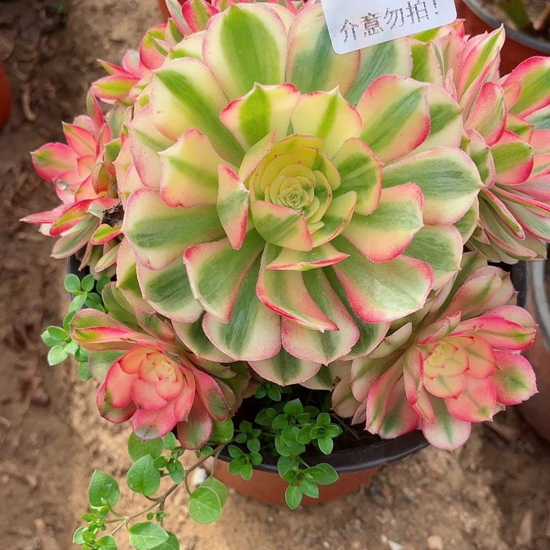 无花朵多肉植物572