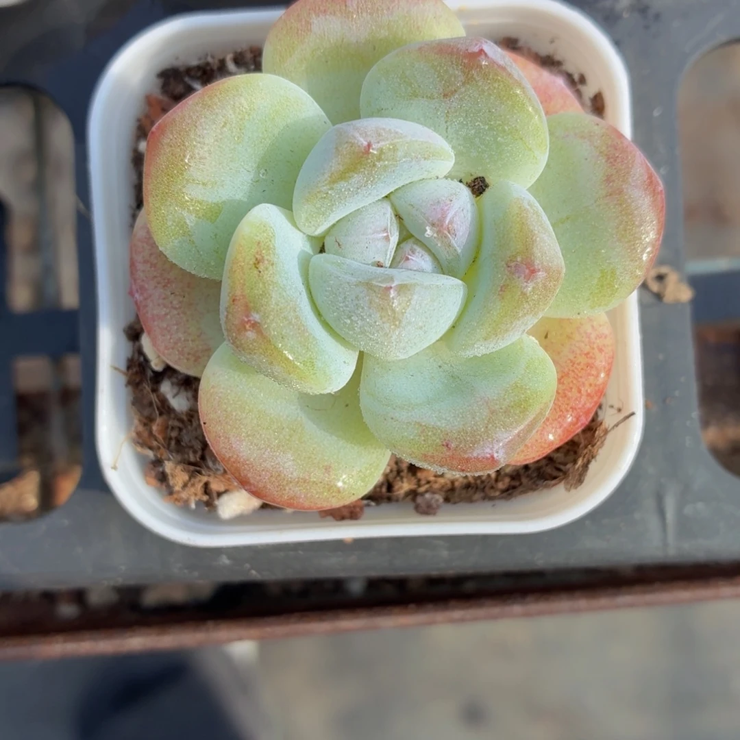 冰玉多肉9.9包邮发货