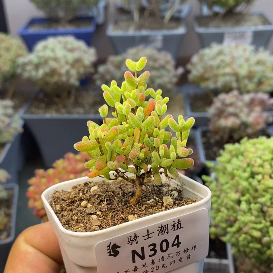 304蜜橘糖球枝干