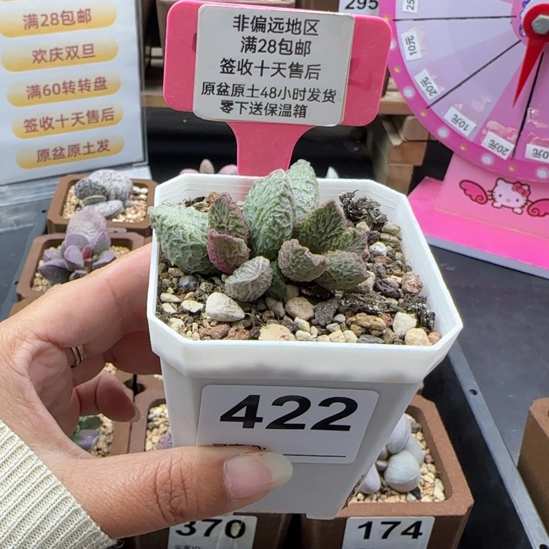 小***子422大鱼海棠多肉植物