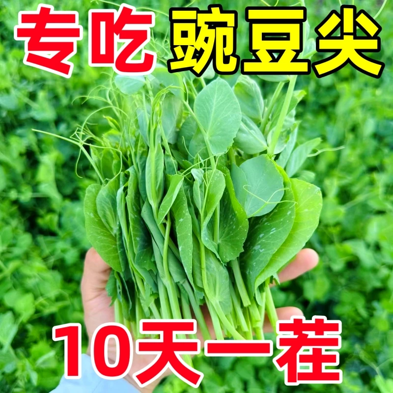 好吃豌豆苗种子农家菜园阳台秋冬季节播种香甜蔬菜豌豆苗种孑种籽