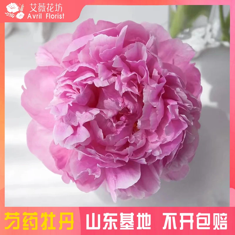 『现货-香水宝塔』芍药鲜花 芍药鲜切花 山东基地直发