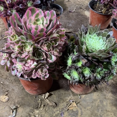 643多肉植物组合