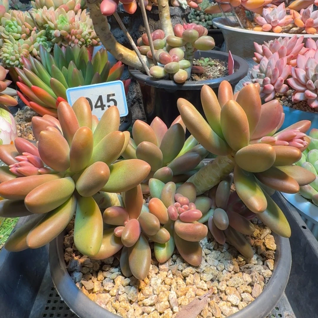 ︶***࿐芒果奶一物一拍045.