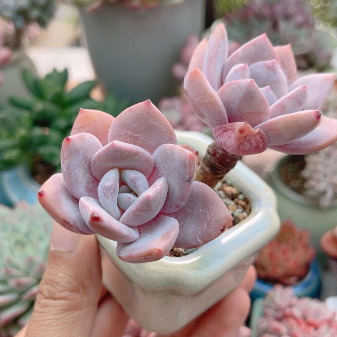 797 滑雪 带陶瓷盆发货 一物一拍