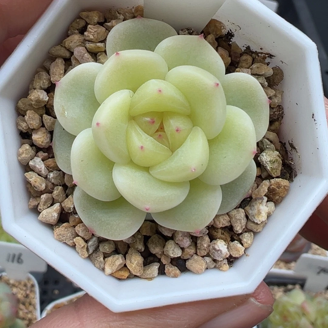 人***花112号西柚甜心晗雨多肉