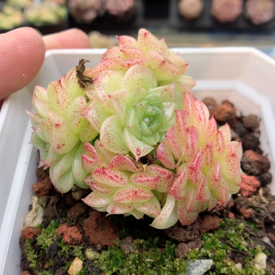 G101定繁编号B320