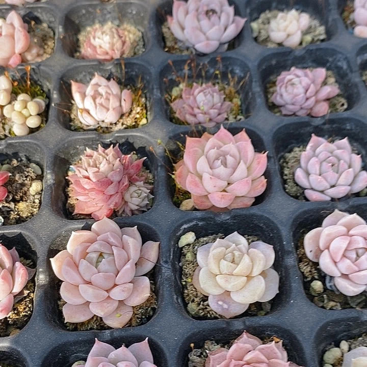 117 多肉植物盆栽花卉植物