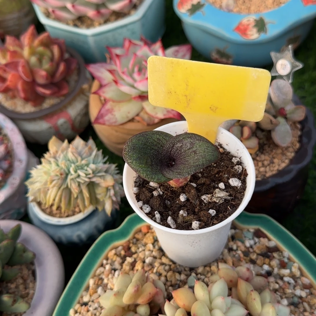 毛***毛多肉植物荷叶莲带棚带土发货