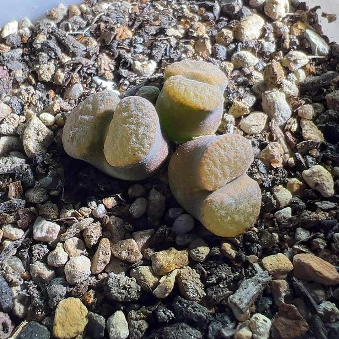 炸福利。