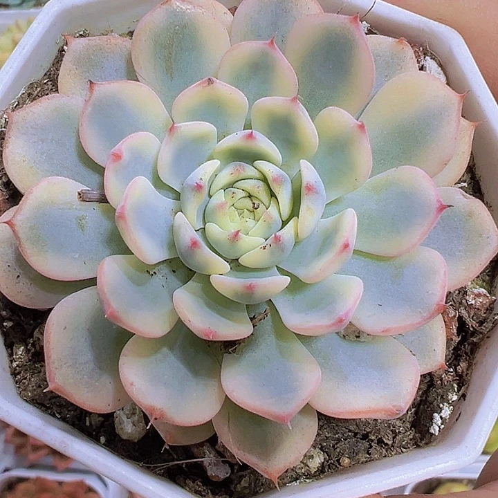 姬莲锦19包邮多肉植物