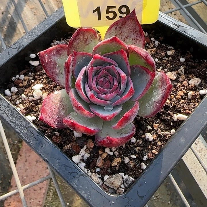 多****159 惊鸿仙子多肉植物6-9cm