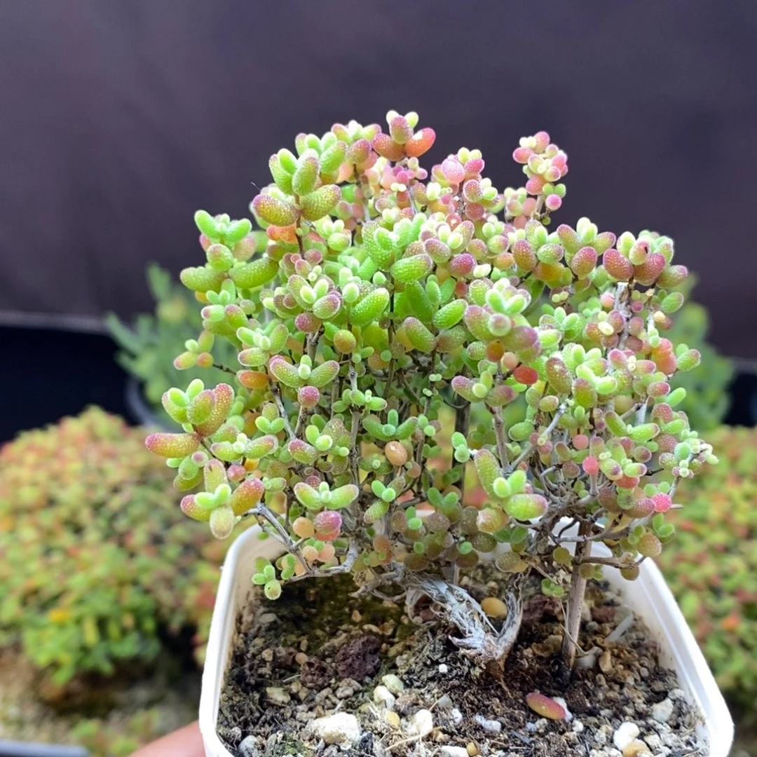 无花朵88号蜜橘糖球