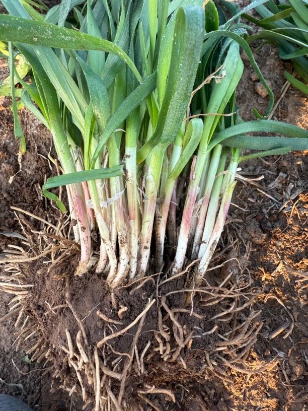 老品种红根（韭菜根）