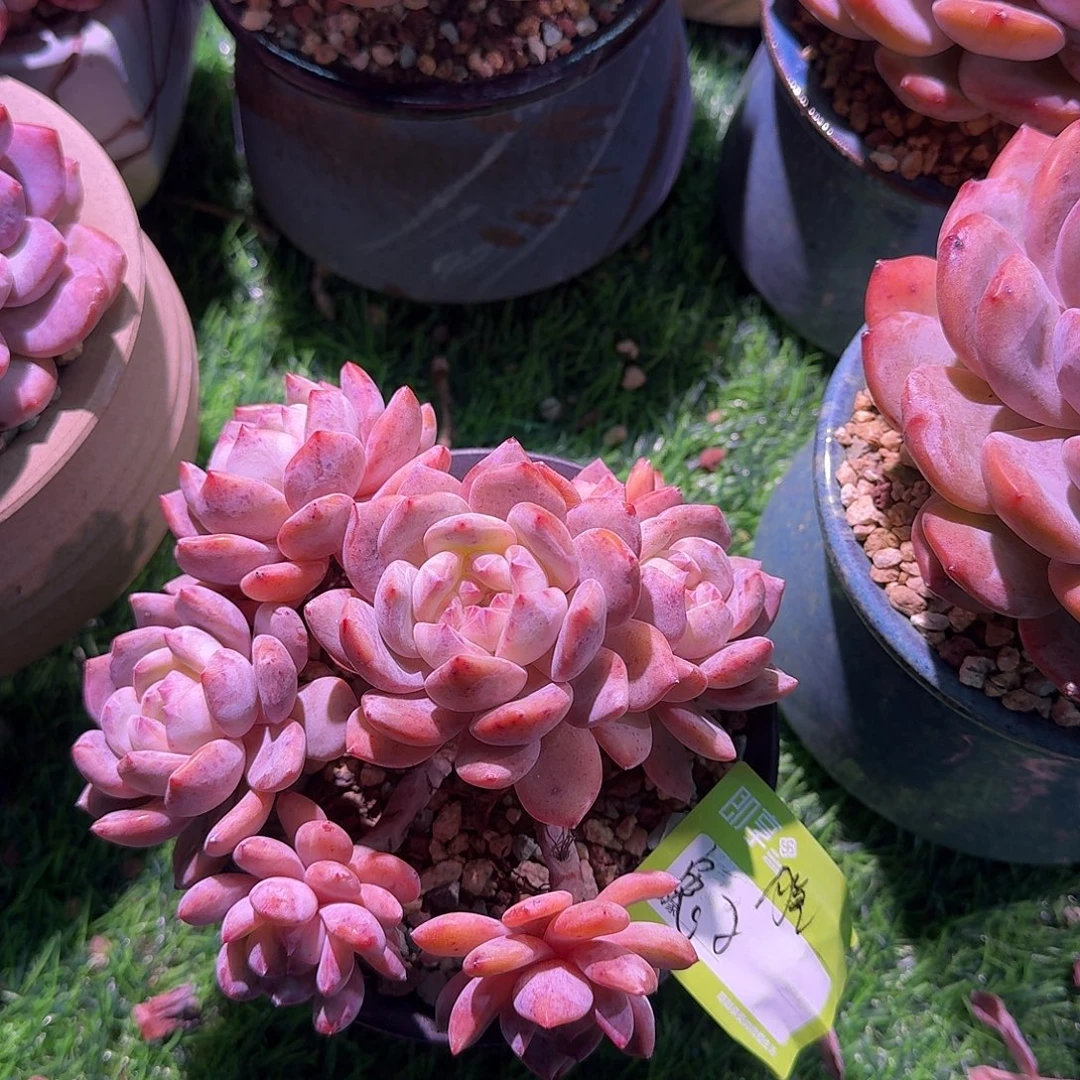 *****雪天使群生脱土发货