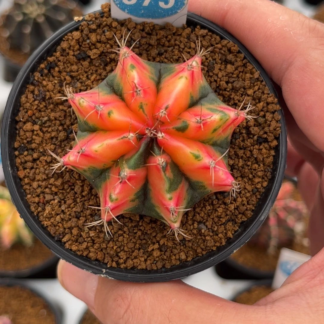 675实生米哈锦带盆