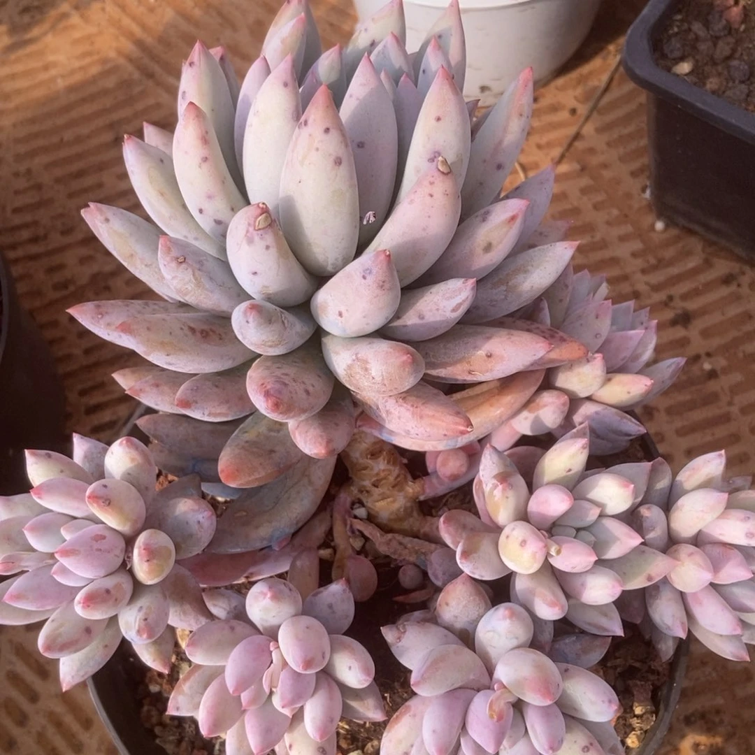 所罗门多肉多肉多肉多肉