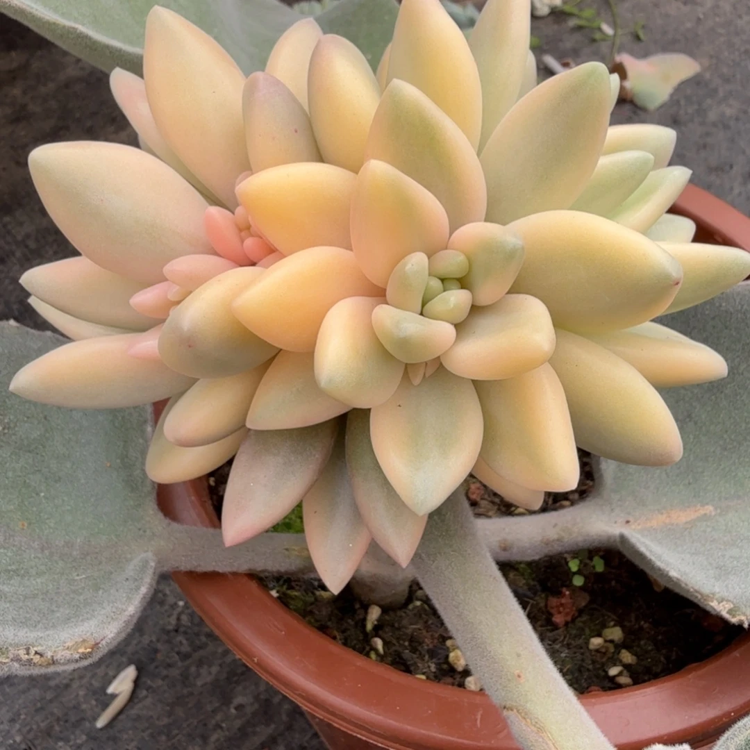 蜜桃啵啵 多头 安吉园艺锦