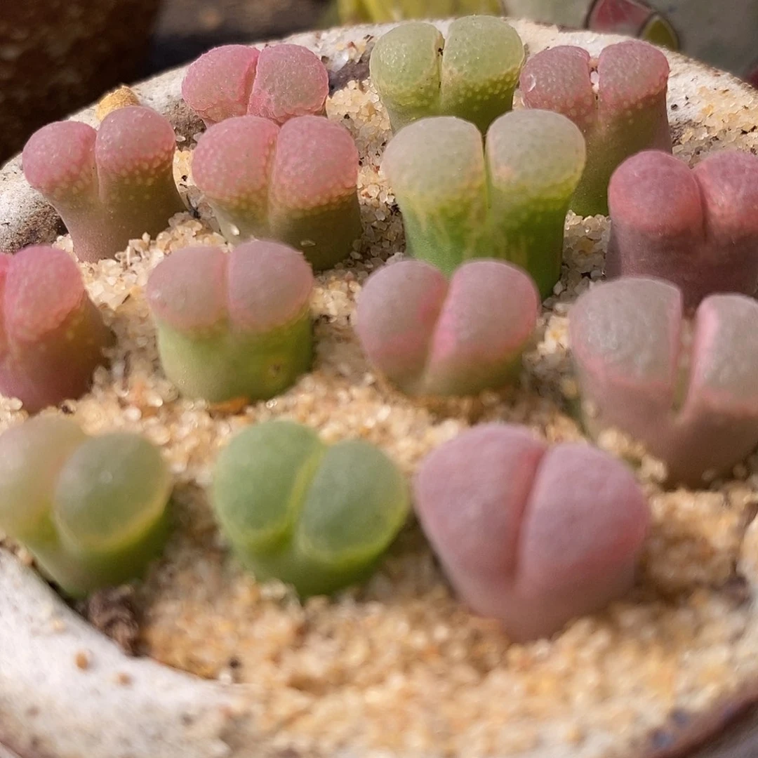 粉樱风铃一颗粉樱