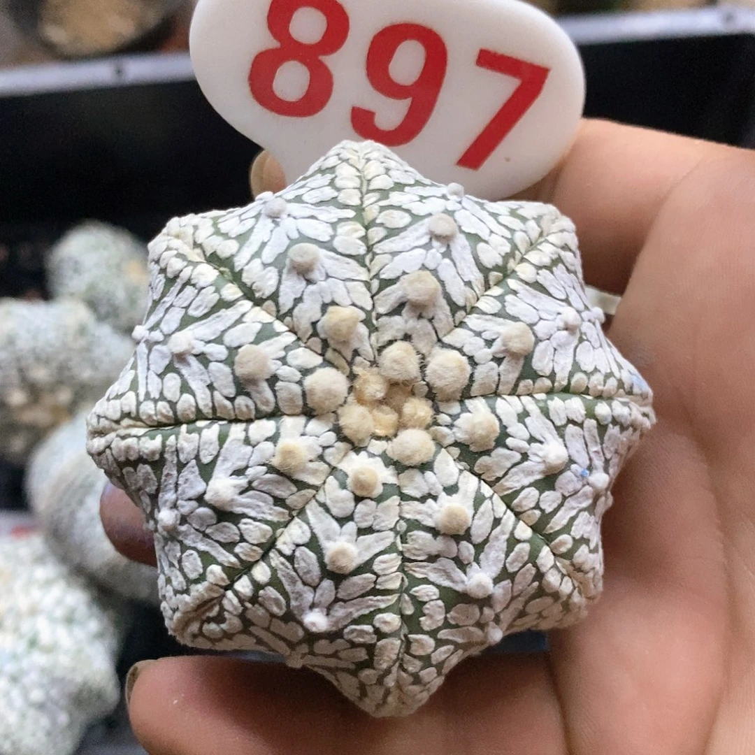 897大海星v福利特价咯