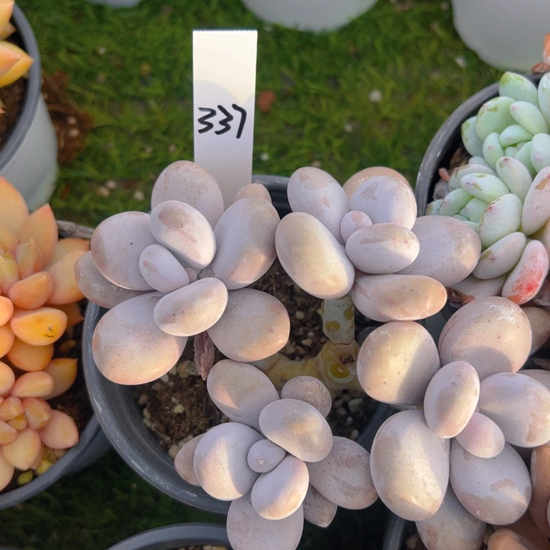 香玉的故事是一个人