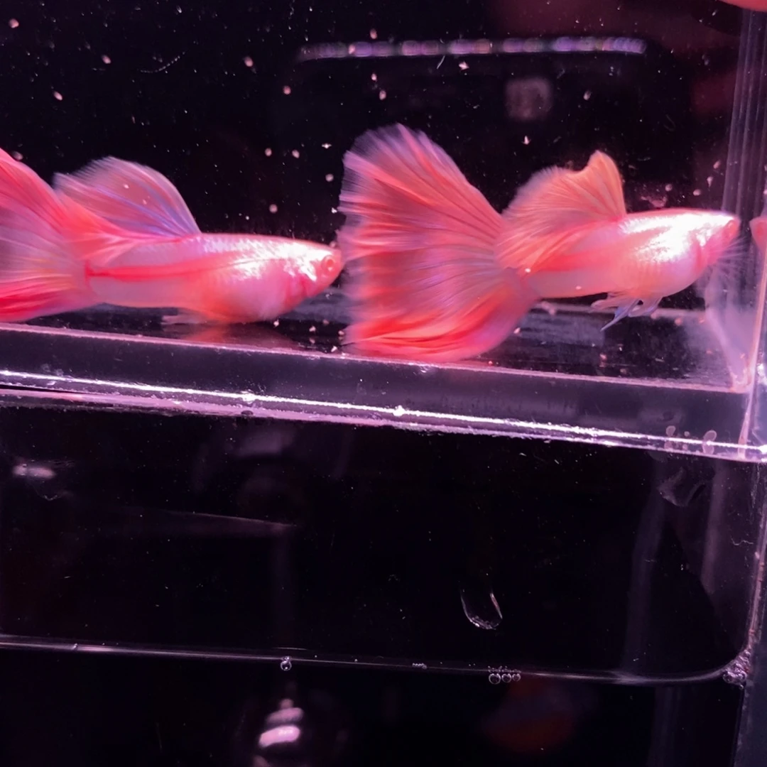 逆***者孔雀鱼粉色鱼两对