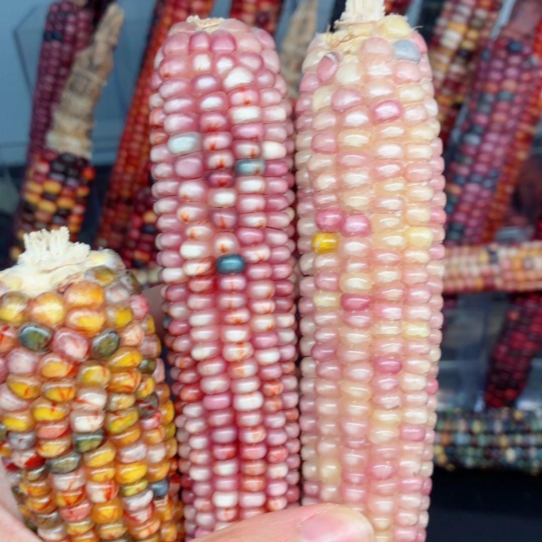 雅***娜白玉菩提吊坠「文玩精品文玩精品」