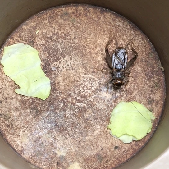 新出缸大翅，超大牙，皮色好