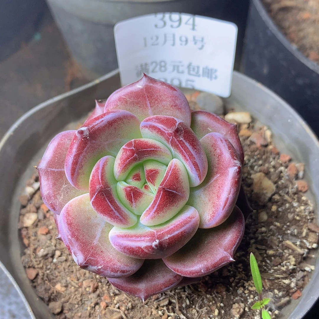 【闪购商品】云394号四厘米