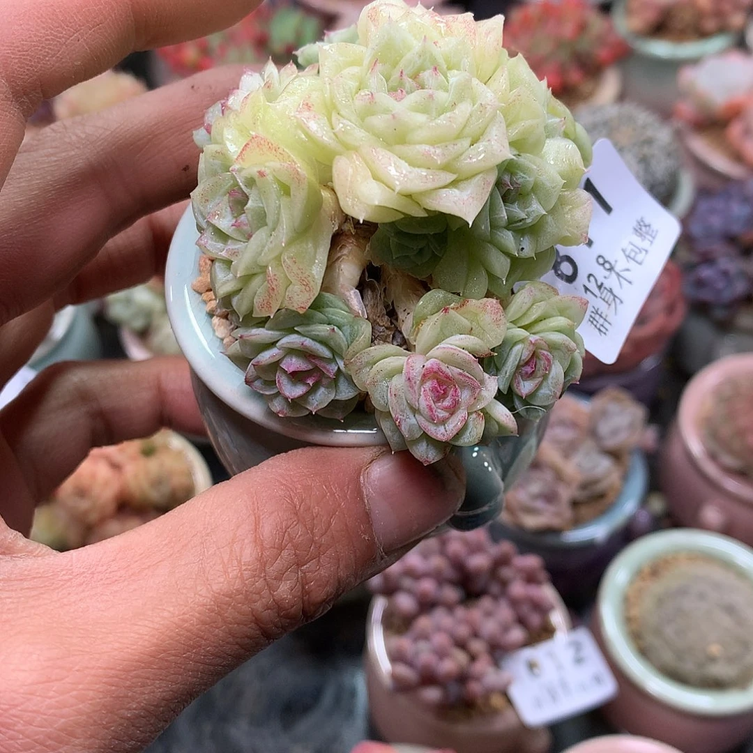 精控拇指盆12.8811