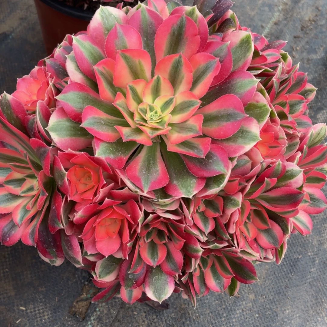 065粉女巫精品老桩法师