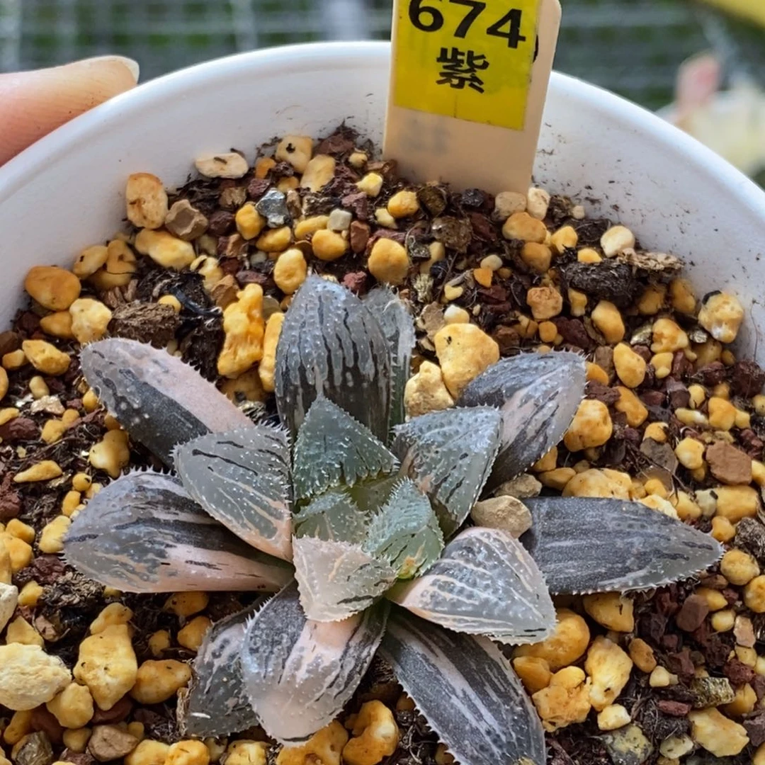 674号魔刺玉露锦锦