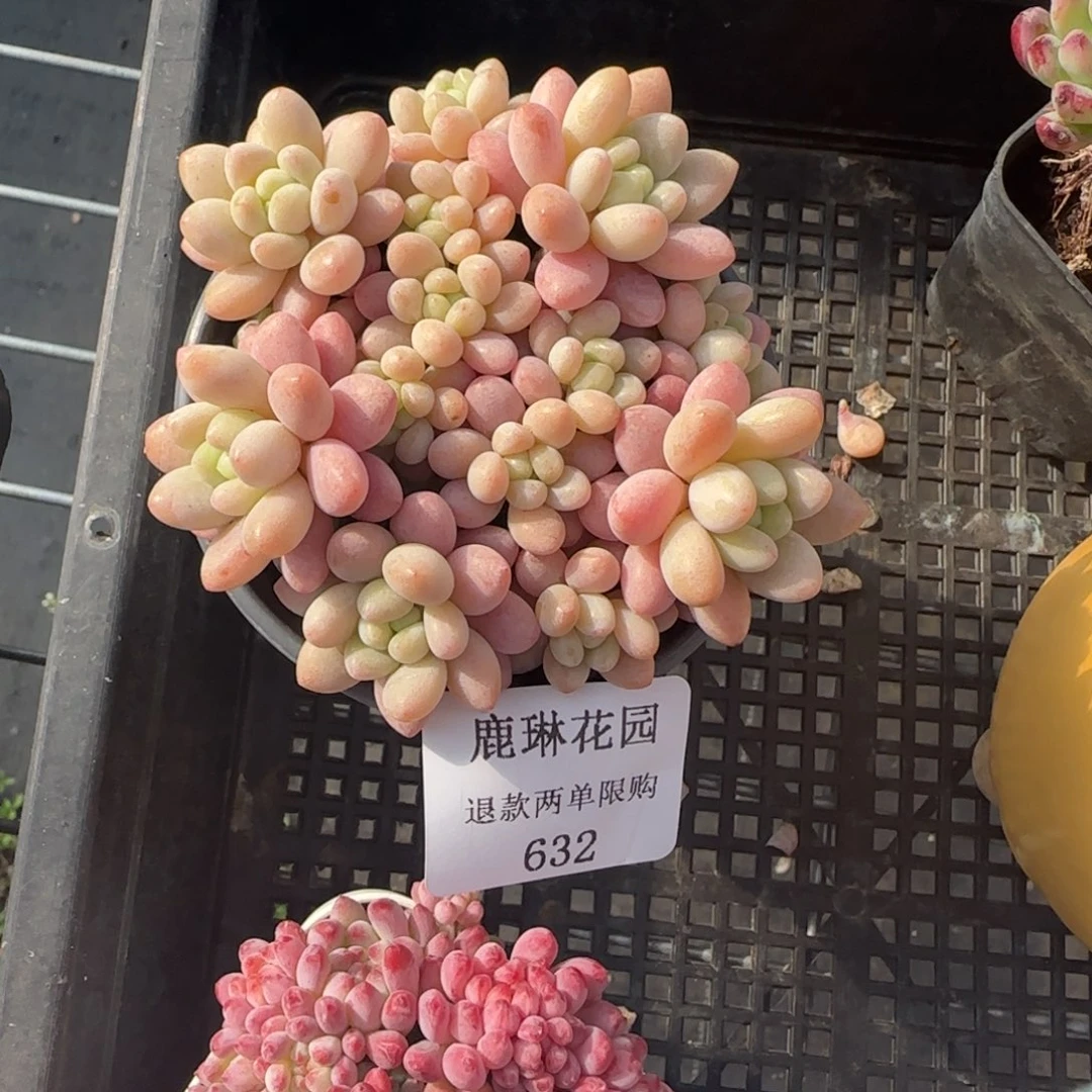 闪购精品多肉632号