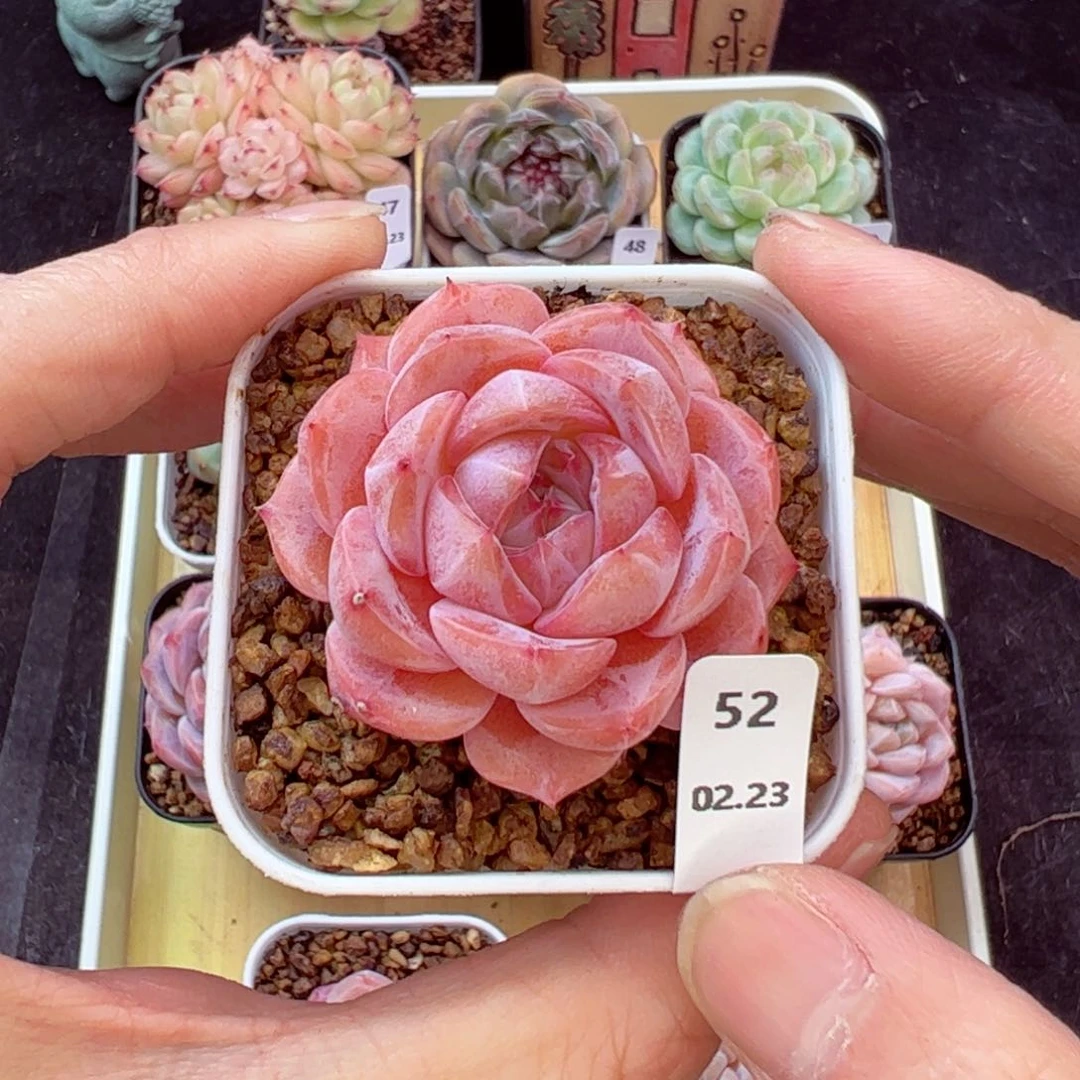 好看没名字52、哈哈