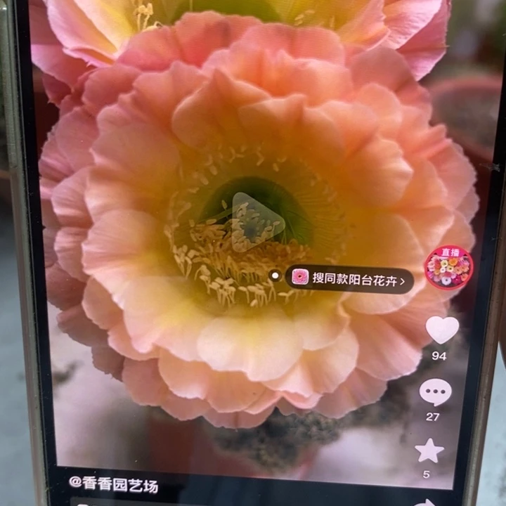香香落日侧芽2公分左右